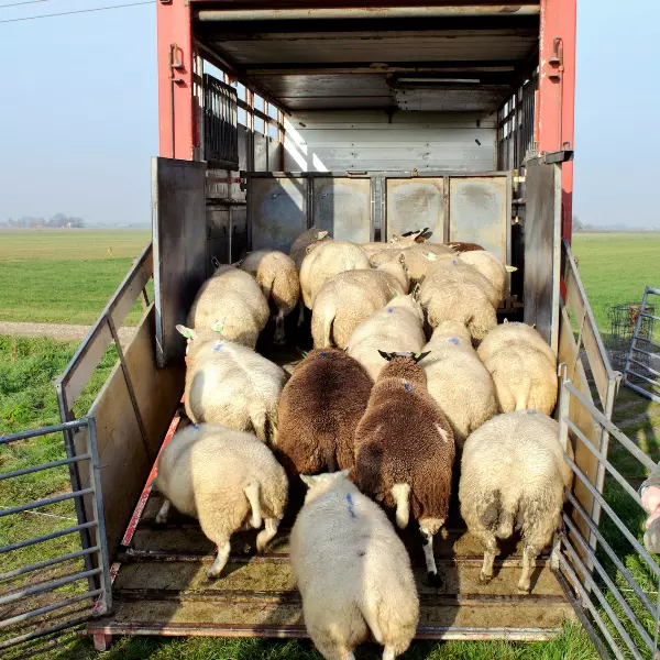 Lastbilar för boskap